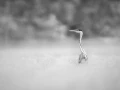 Heron cendré en Dombes, photo animalière en high key et noir e