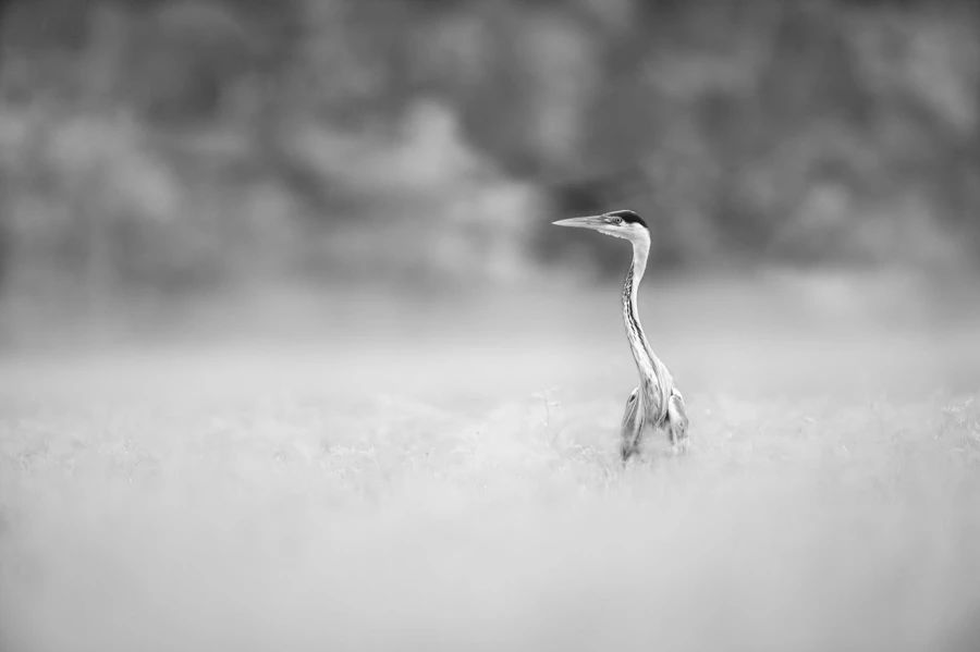 Heron cendré en Dombes, photo animalière en high key et noir e