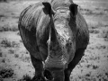 Rhinocéros dans une prairie du Kenya en noir et blanc.