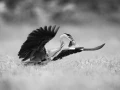 Heron cendré en Dombes, photo animalière en high key et noir e
