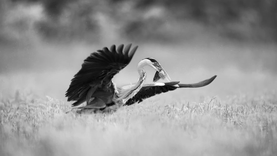 Heron cendré en Dombes, photo animalière en high key et noir e