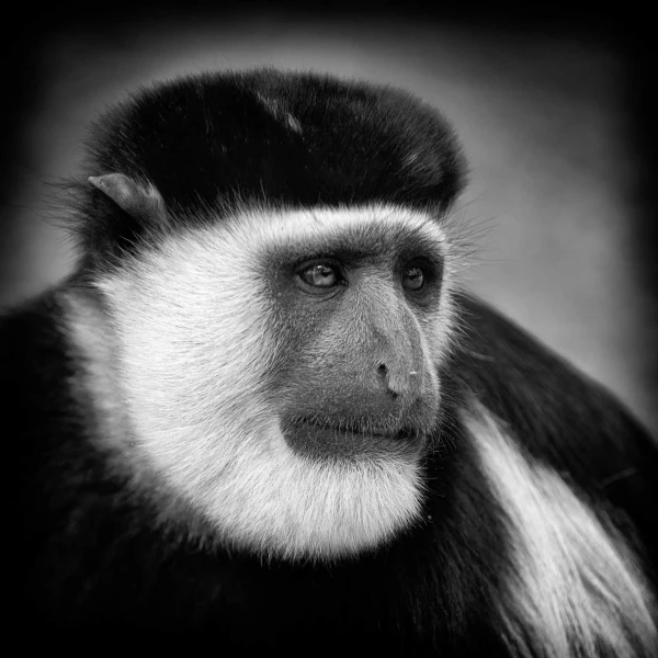 Colobe Guereza en Ethiopie en noir et blanc.