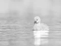 Poussin d'un cygne, photo animalière en high key et noir et bla