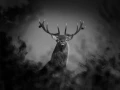 Cerf élaphe pendant le brame du cerf en France en noir et blanc
