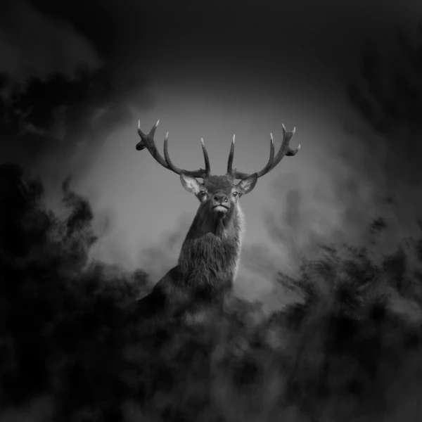 Cerf élaphe pendant le brame du cerf en France en noir et blanc