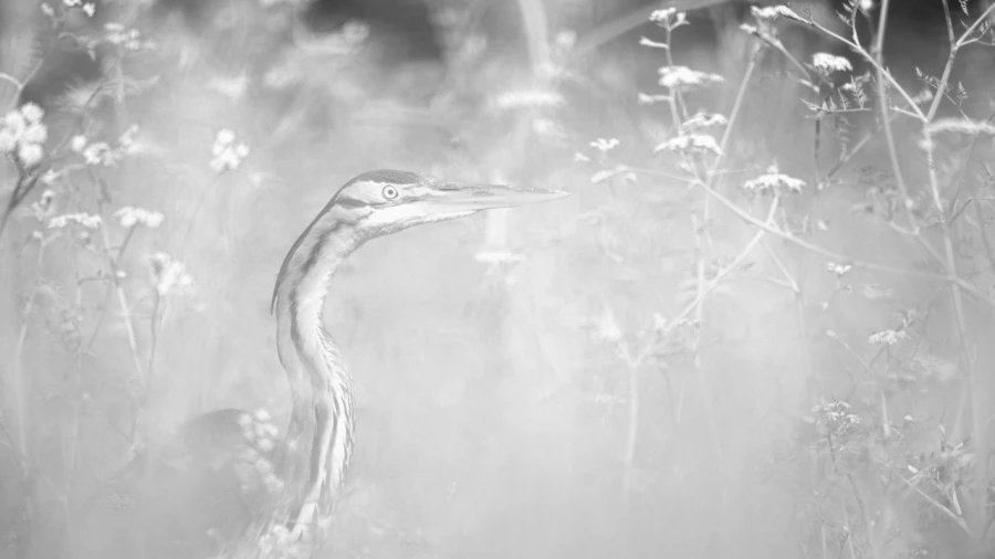 Héron pourpré, photo animalière en high key et noir et blanc.