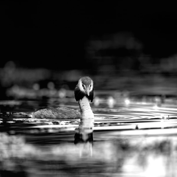 Grèbe huppé dans la Dombes  en noir et blanc.