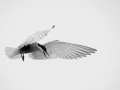 Guifette moustac, photo animalière en high key et noir et blanc