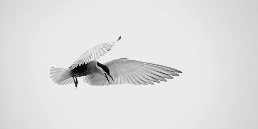 Guifette moustac, photo animalière en high key et noir et blanc