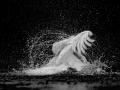 Cygne tuberculé dans la Dombes  en noir et blanc.