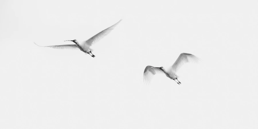 Spatules blanche, photo animalière en high key et noir et blanc