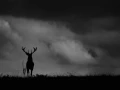 Silhouette d'un cerf élaphe pendant le brame du cerf en noir et