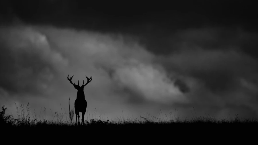 Silhouette d'un cerf élaphe pendant le brame du cerf en noir et