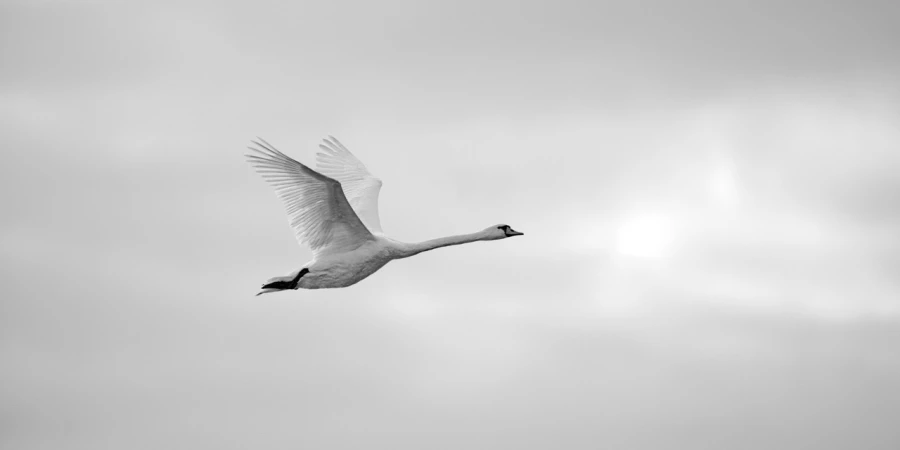 Cygne tuberculé, photo animalière en high key et noir et blanc