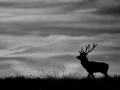 Silhouette d'un cerf élaphe pendant le brame du cerf en noir et