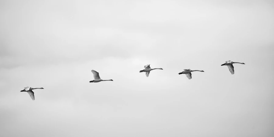 Cygnes tuberculé, photo animalière en high key et noir et blan