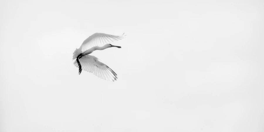 Spatule blanche en Dombes, photo animalière en high key et noir
