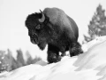 Bison in Yellowstone in the snow in black and White.