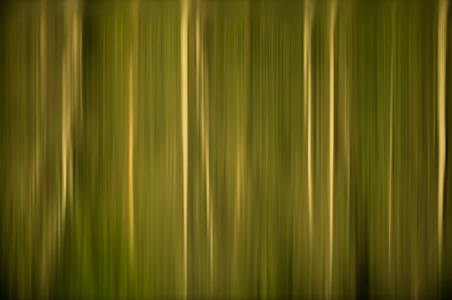 Photo conceptuelle. Reflections d'arbres sur l'eau.