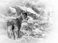 Walia ibex in black and White.