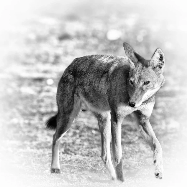 Ethiopian wolf in Ethiopia in black and White.