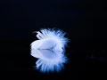 Plumes à la surface de l'eau en Dombes. Photo conceptuelle.