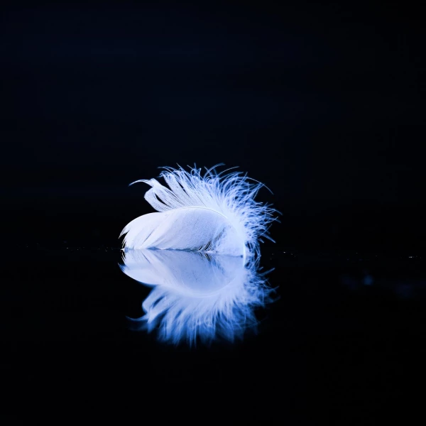 Plumes à la surface de l'eau en Dombes. Photo conceptuelle.