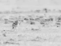 Jackal in Kenya in black and white.