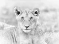 Young lion in Kenya in black and white.