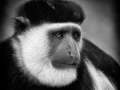 Mantled guereza in Ethiopia in black and white.