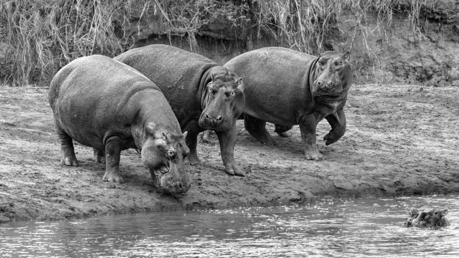 Photo animalière en noir et blanc. Amar Guillen Photographe.