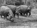 Wildlife photograph in black and white. Amar Guillen, Photograph