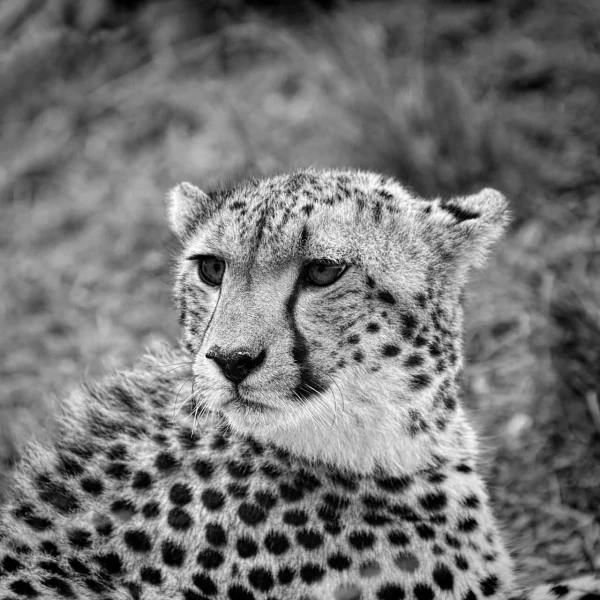 Photo animalière en noir et blanc. Amar Guillen Photographe.