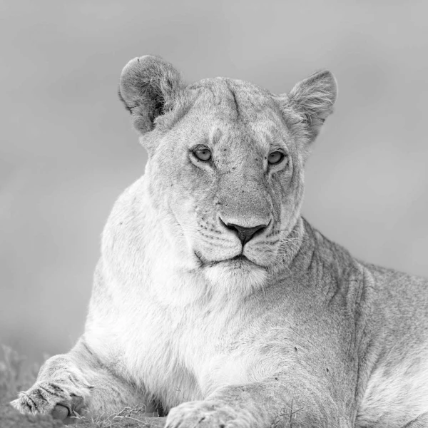 Photo animalière en noir et blanc. Amar Guillen Photographe.