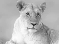 Wildlife photograph in black and white. Amar Guillen, Photograph
