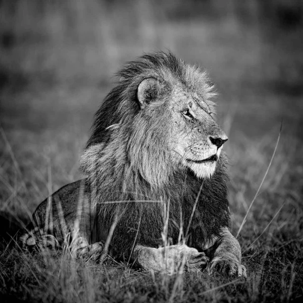 Photo animalière en noir et blanc. Amar Guillen Photographe.