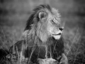 Wildlife photograph in black and white. Amar Guillen, Photograph