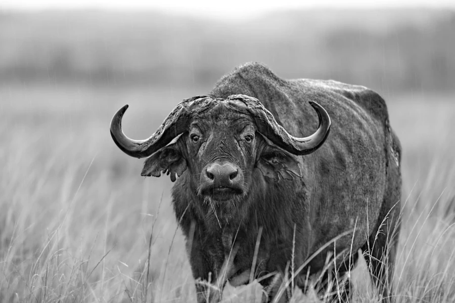 Photo animalière en noir et blanc. Amar Guillen Photographe.
