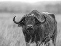 Wildlife photograph in black and white. Amar Guillen, Photograph