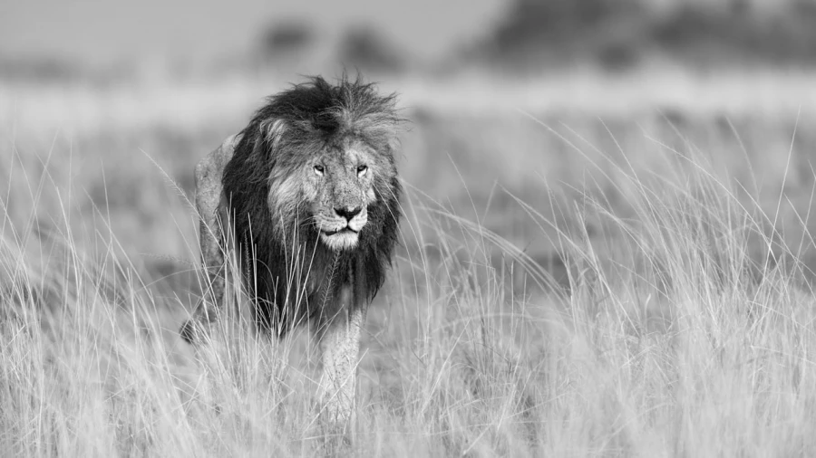 Photo animalière en noir et blanc. Amar Guillen Photographe.