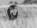 Wildlife photograph in black and white. Amar Guillen, Photograph
