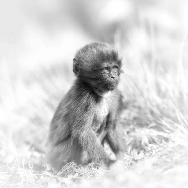 Photo animalière en noir et blanc. Amar Guillen Photographe.
