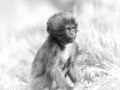 Wildlife photograph in black and white. Amar Guillen, Photograph
