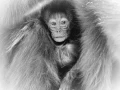 Photo animalière en noir et blanc. Amar Guillen Photographe.