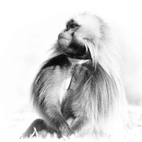Photo animalière en noir et blanc. Amar Guillen Photographe.