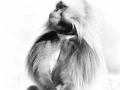 Wildlife photograph in black and white. Amar Guillen, Photograph