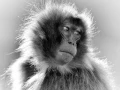 Wildlife photograph in black and white. Amar Guillen, Photograph