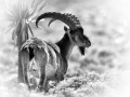 Photo animalière en noir et blanc. Amar Guillen Photographe.