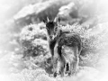 Photo animalière en noir et blanc. Amar Guillen Photographe.