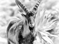 Photo animalière en noir et blanc. Amar Guillen Photographe.